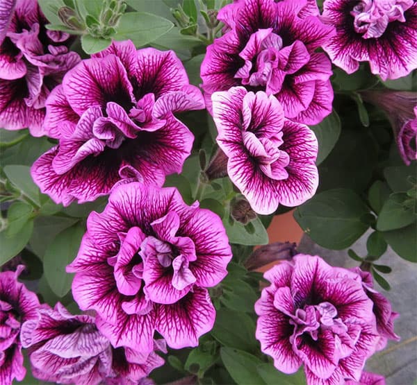 [26年4月上旬予約]ペチュニア：ビバダブル　シュガープラム11cmポット