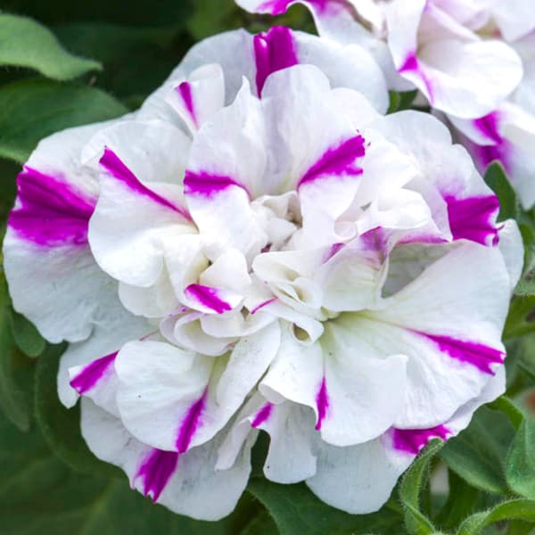 [26年4月上旬予約]ペチュニア：ビバダブル　シュガーペパーミント11cmポット