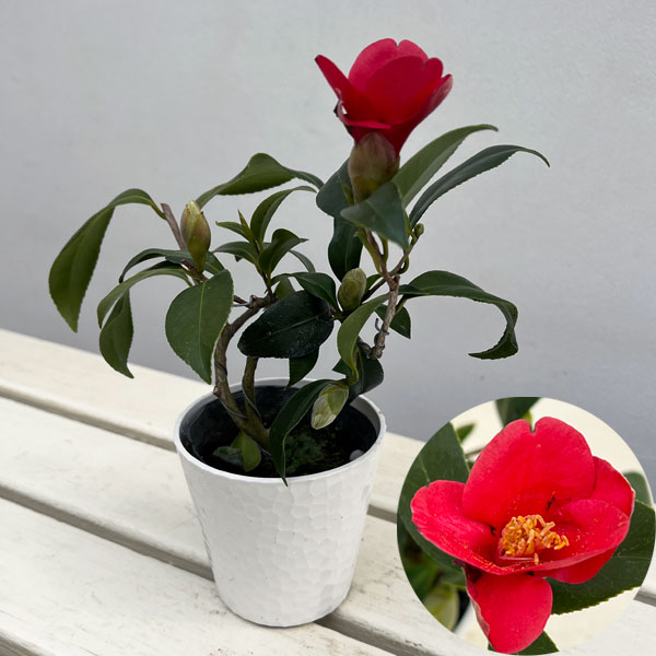 ツバキ（椿）：出雲大社（いずもたいしゃ）曲がり 3.5号匠鉢入り