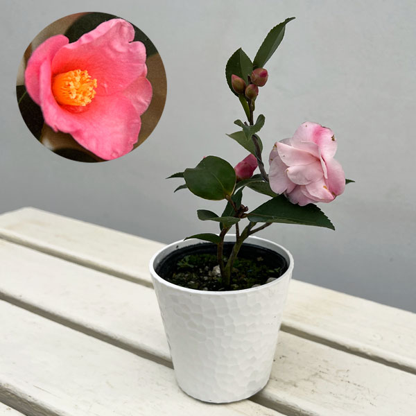 ツバキ（椿）：香妃　曲がり 3.5号匠鉢入り