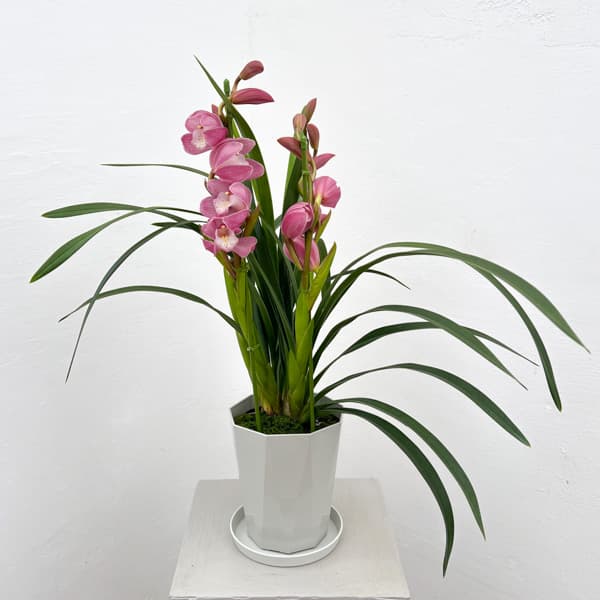 テーブルシンビジウム：はんなり2本立ち　5号鉢植え（皿付き）