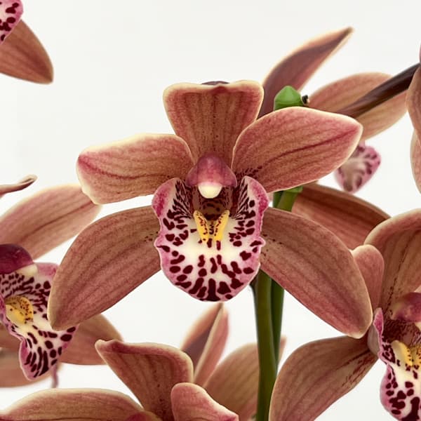 テーブルシンビジウム：つむぎ2本立ち　5号鉢植え（皿付き）