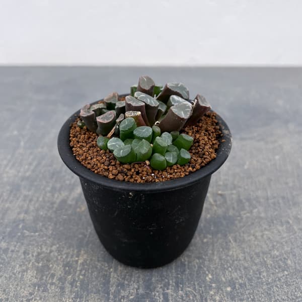 ハオルチア：万象（実生）　3号鉢植え