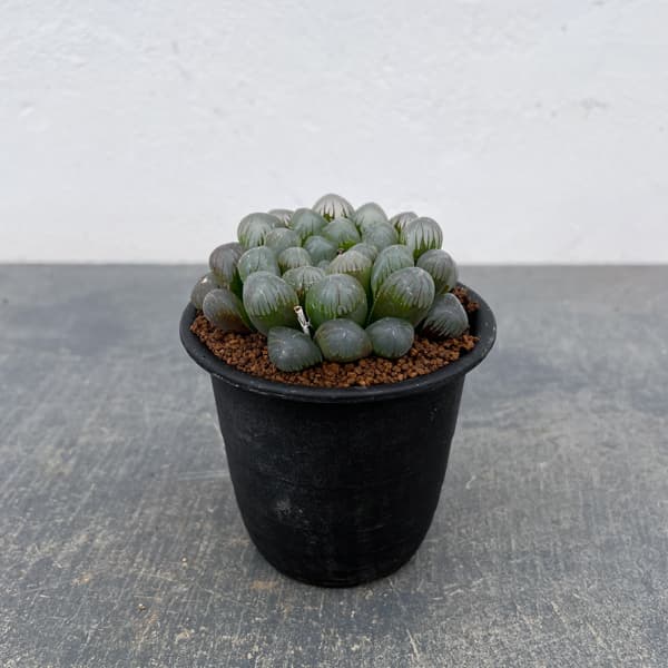 ハオルチア：ＯＢ‐１　3号鉢植え