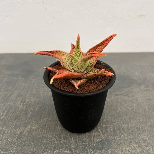 アロエ：オリジナルハイブリット　3号鉢植え26-13