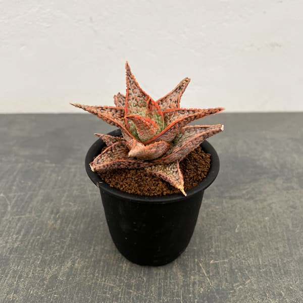 アロエ：オリジナルハイブリット　3号鉢植え26-14