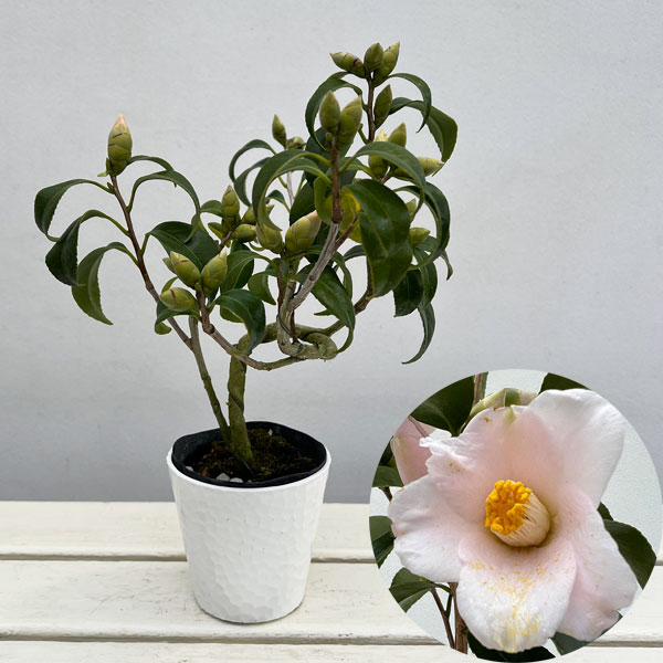 ツバキ（椿）：奥侘助（おくわびすけ）曲がり 3.5号匠鉢入り