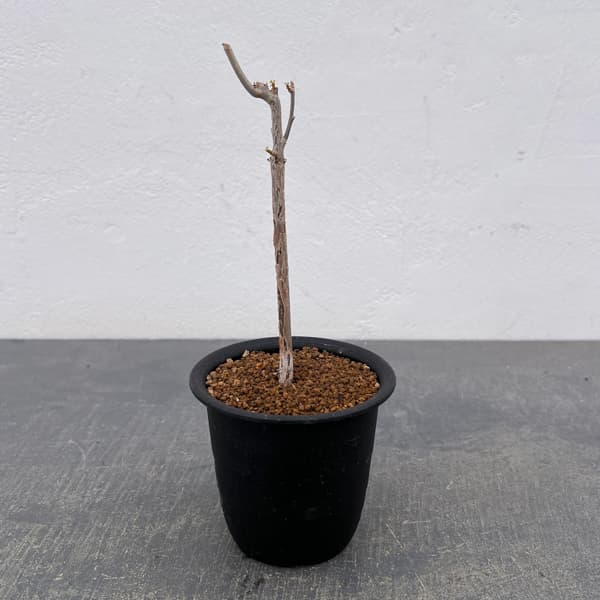 コミフォラ：プトレイフォリア　3号鉢植え