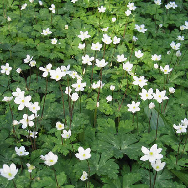 ニリンソウ（二輪草）3.5号ポット