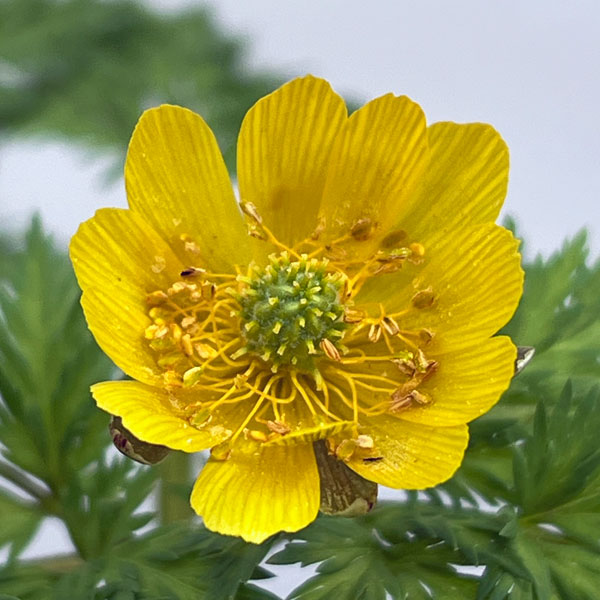 フクジュソウ(福寿草）3.5号ポット[1月頃から開花する福寿草]