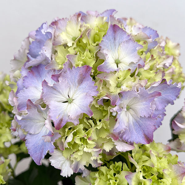 アジサイ：マーメイドドレス（ブルー） 5号鉢植え