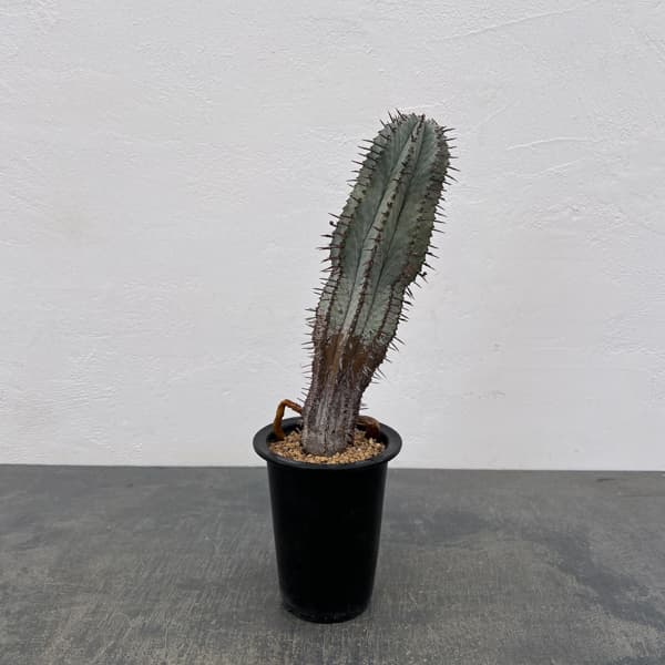 ユーフォルビア：ポリゴナ（ビンテージ株） 3.5号鉢植え