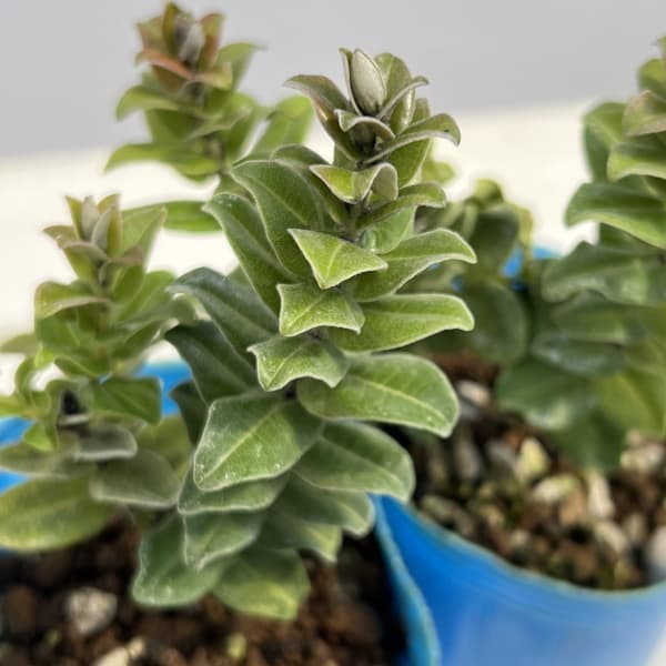 オヒアレフア：赤花（ドワーフタイプ）3号ポット