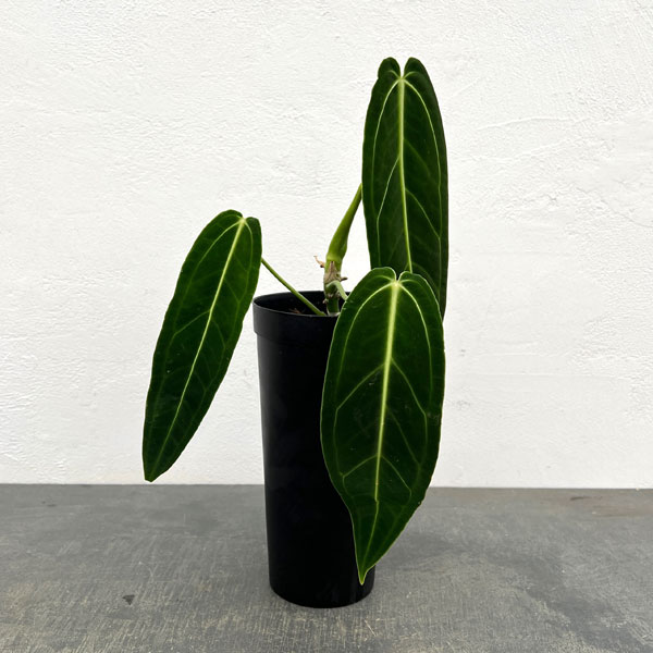 アンスリウム：ワロクアナム　4号ポット