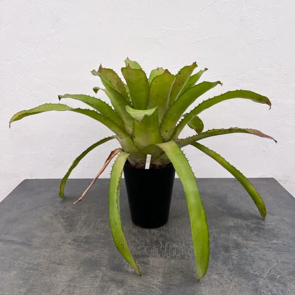 エクメア：タイレッド　5号鉢植え