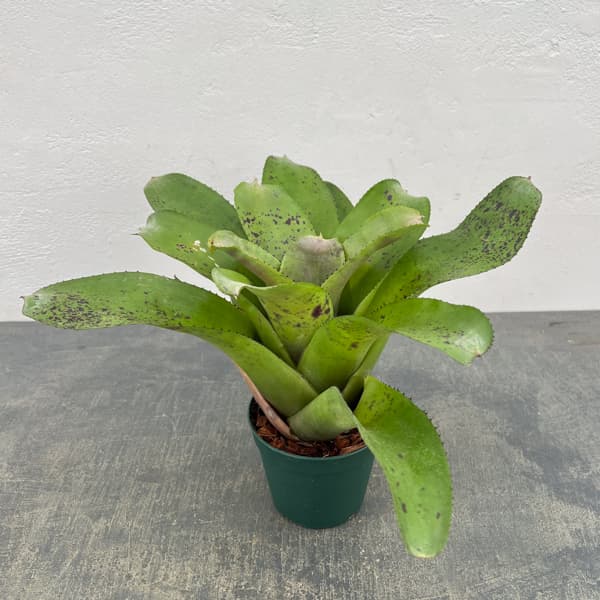 ネオレゲリア：ハイブリット　3.5号ポット