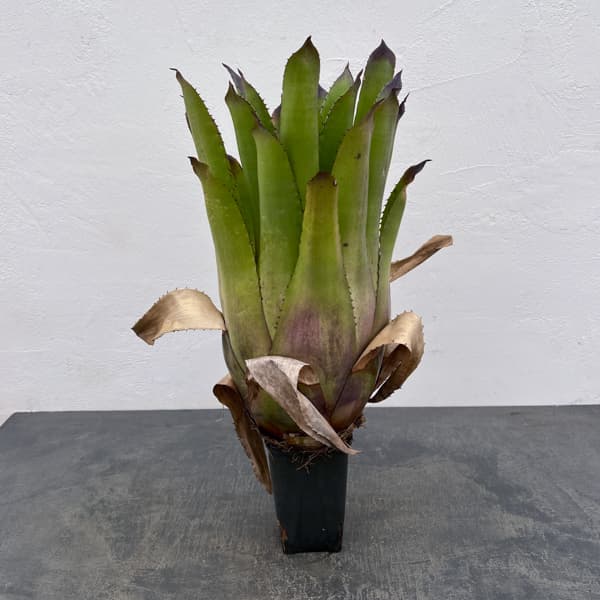 ホヘンベルギア：パープルマジェスティ　3.5号