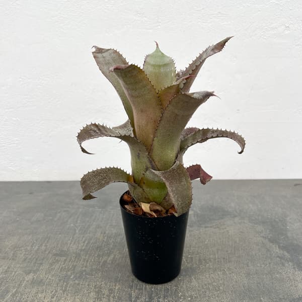 ホヘンベルギア：アイスティー　3.5号ポット26-01