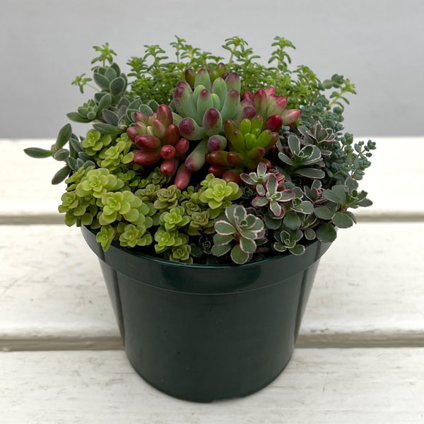セダム：ボブズガーデンさんのかわいい寄せ植え　4号ポット
