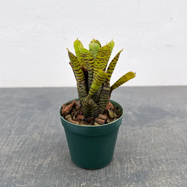 ネオレゲリア：プンクタティッシマ イエローフォーム　2.5号ポット