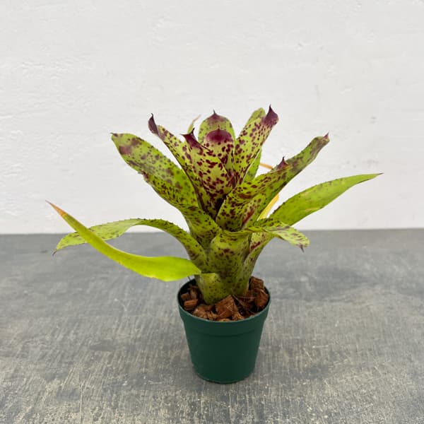 ネオレゲリア：チアーズ　2.5号ポット