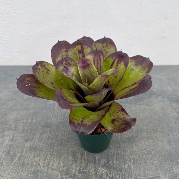 ネオレゲリア：ストロベリー　ローン　3.5号ポット