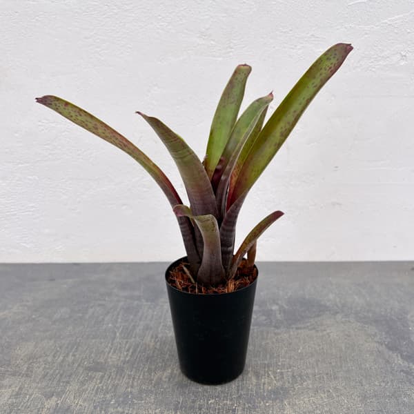 ネオレゲリア：マクラータ　3号ポット