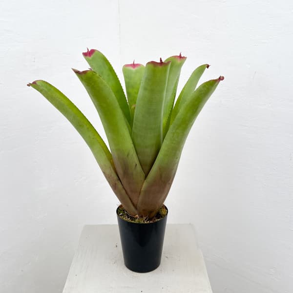 ネオレゲリア：ハイブリット　3号ポット26-01