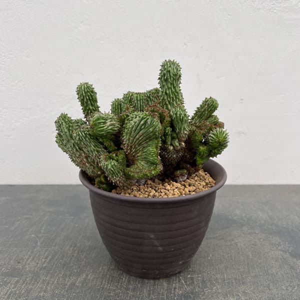 ユーフォルビア：紅彩閣綴化モンストローサ　4.5号鉢植え26-01