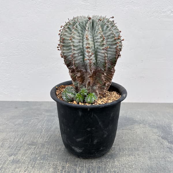 ユーフォルビア：ホリダアルバ（実生）　5号鉢植え