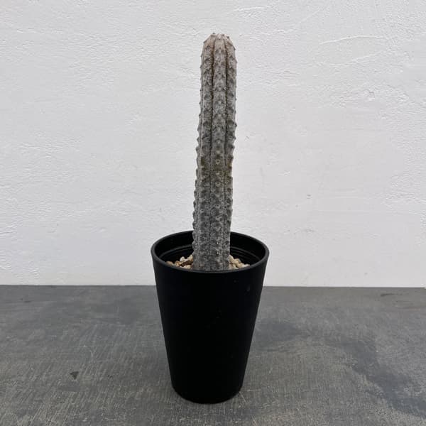 ユーフォルビア：アブデルクリグレー（接ぎおろし）　4号鉢入り