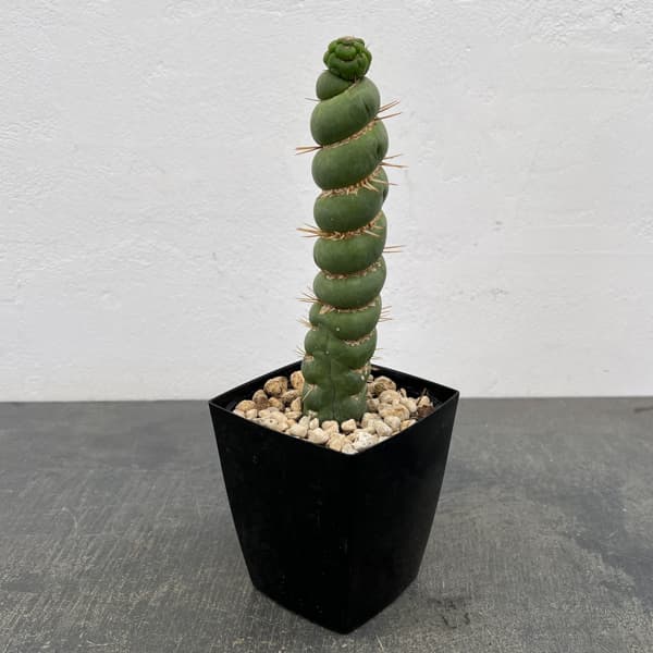 サボテン：ユーリキニア カスタネア スピラリス（接ぎ降し）　3.5号鉢入り