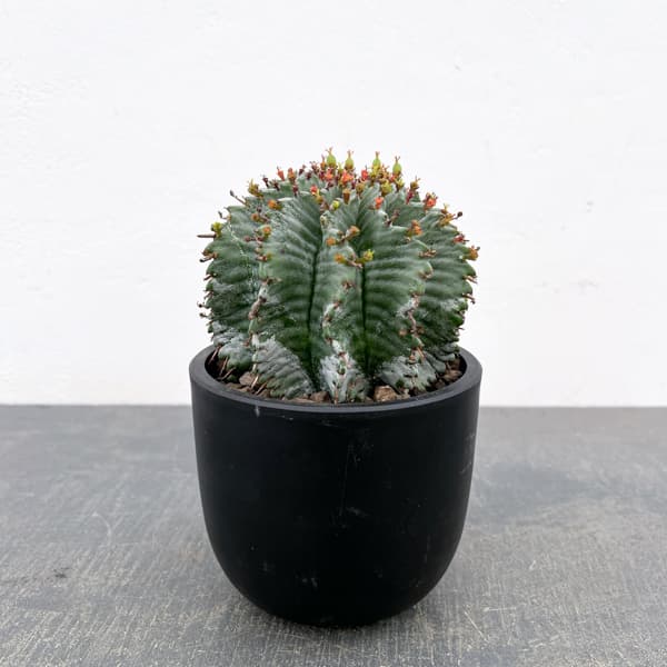 ユーフォルビア：ホリダ（実生セレクト株）　4号鉢植え26-01