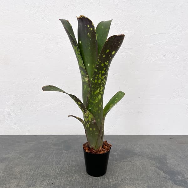 ビルベルギア：カワナズ・パナシェ　2.5号ポット