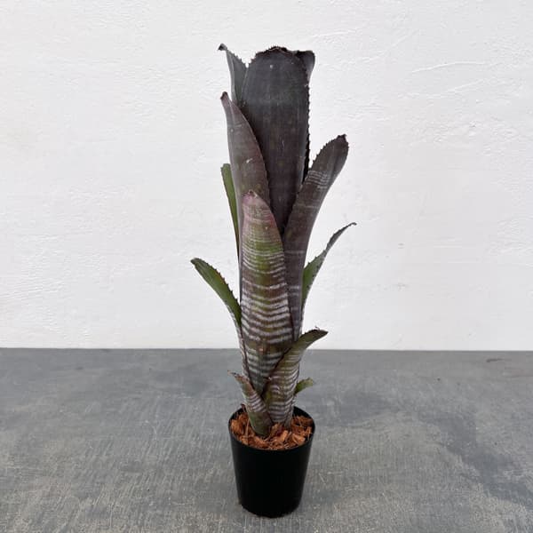 ビルベルギア：スモークスタック　2.5号鉢植え