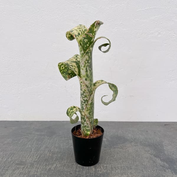 ビルベルギア：レプトボーダー　2.5号鉢植え