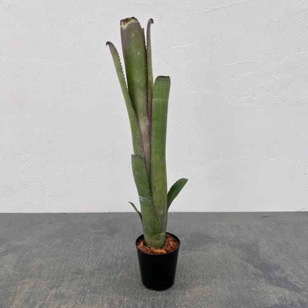 ビルベルギア：ディッピンドット　2.5号鉢植え