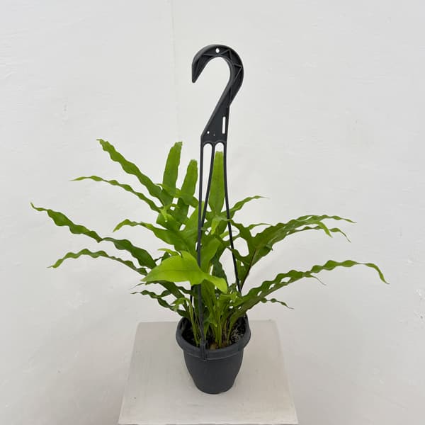 ドリナリア：クエルシフォリア 3.5号吊り鉢