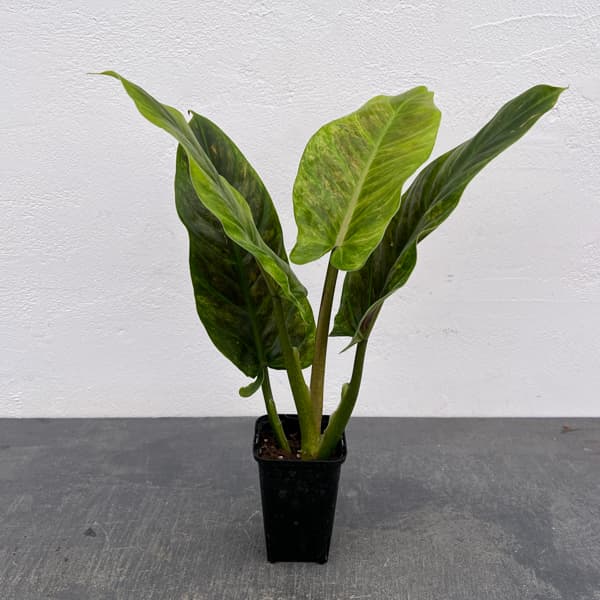 フィロデンドロン：サブハスタータム（斑入り）　 2.5号ポット