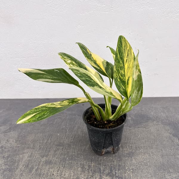 モンステラ：スタンディアナ　イエローバリエガータ　3.5号ポット