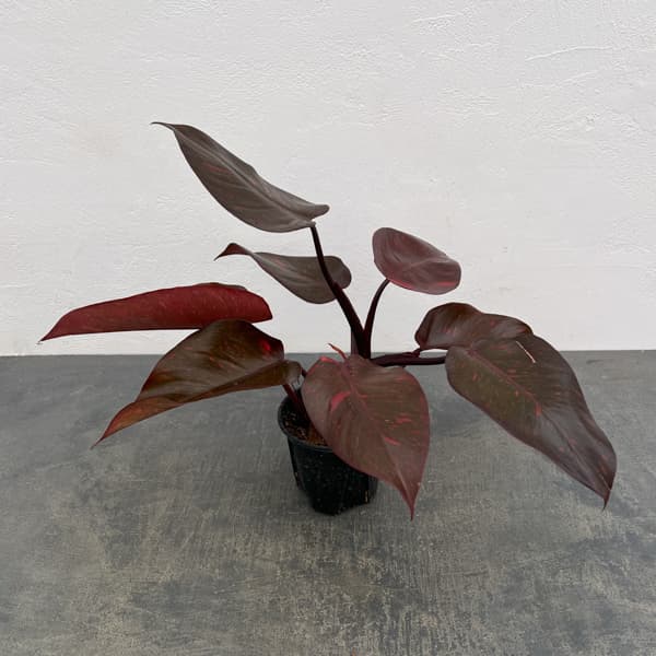 フィロデンドロン：オレンジプリンセス　3.5号26-01