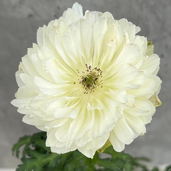 アネモネ：レバンテ　ビアンコ（白系）3-3.5号ポット 6株セット