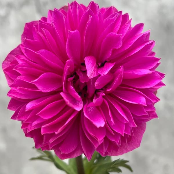 アネモネ：レバンテ　フクシア（赤紫-濃ピンク）3-3.5号ポット 3株セット