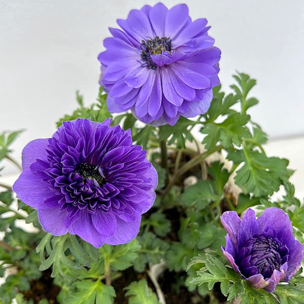 アネモネ：レバンテ　ブルー3-3.5号ポット 3株セット