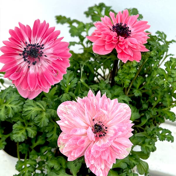 アネモネ：レバンテ　ローザ3-3.5号ポット 6株セット