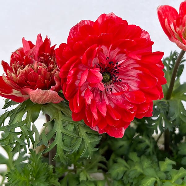 アネモネ：レバンテ　ロッソ（赤系）3-3.5号ポット 3株セット