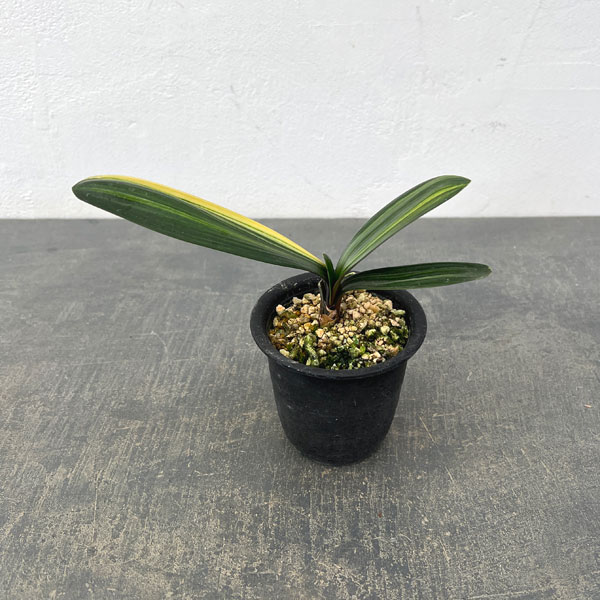 クンシラン（君子蘭）：黄斑入り　3号ポット