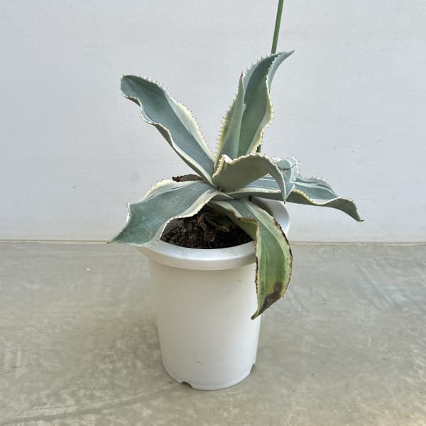 （わけあり特価）アガベ：ジプソフィラ　7号鉢植え
