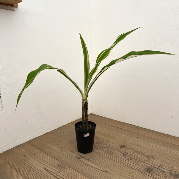 ハマユウ：斑入り　5号ポット