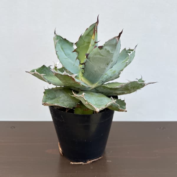 アガベ：チタノタ　ブラックアンドブルー　4.5号